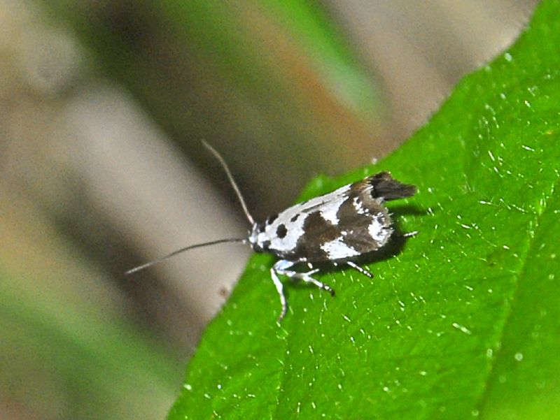 Tortricidae bianco e nero da identificare - Ethmia quadrillella, Elachistidae